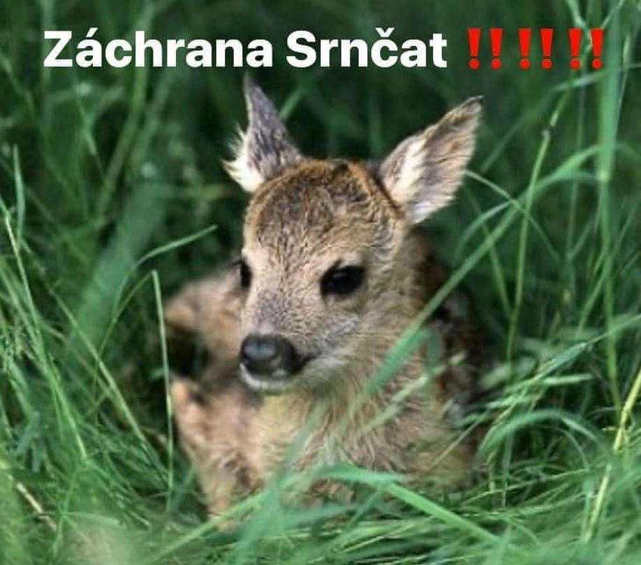 Zachraň srnče před sekačkou Klučenice, Krásná Hora nad Vltavou, okr. Příbram